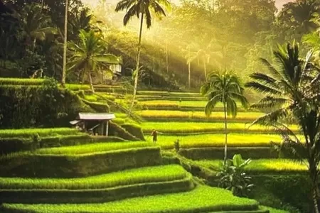 Day 3 – Ubud & Rice Terraces