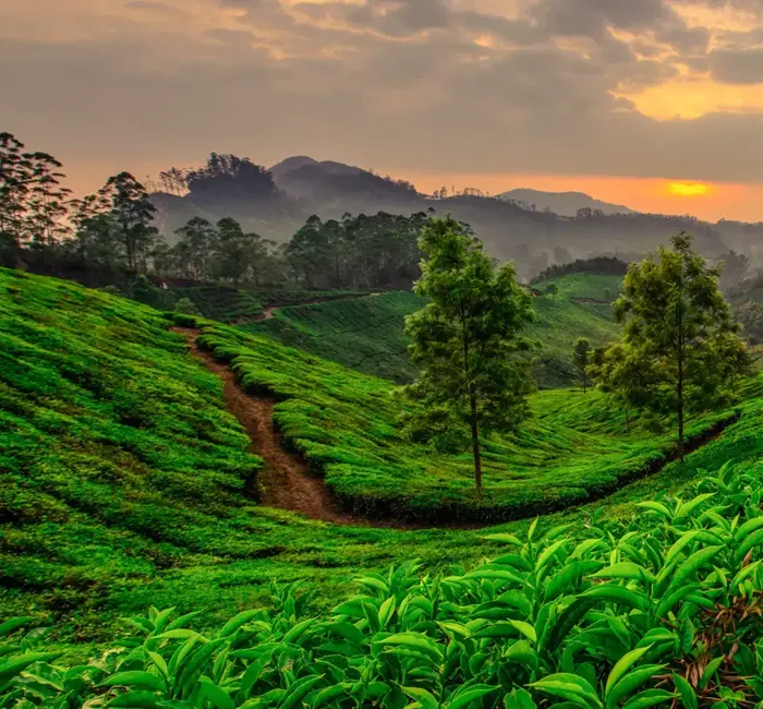 Classic Kerala Tour with FREE Visit to Tea Estate