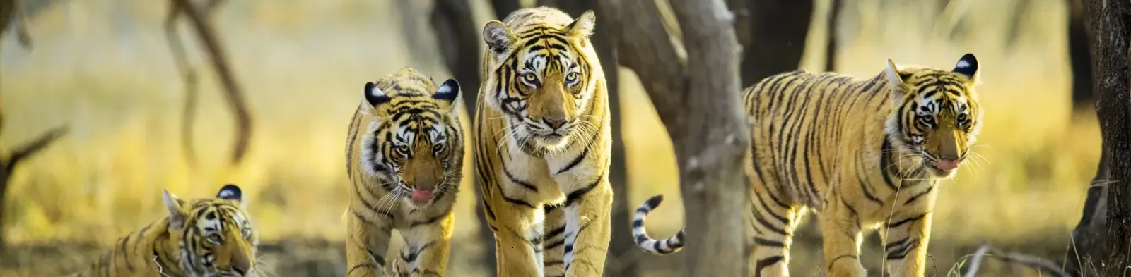 Incredible Wildlife Sanctuary