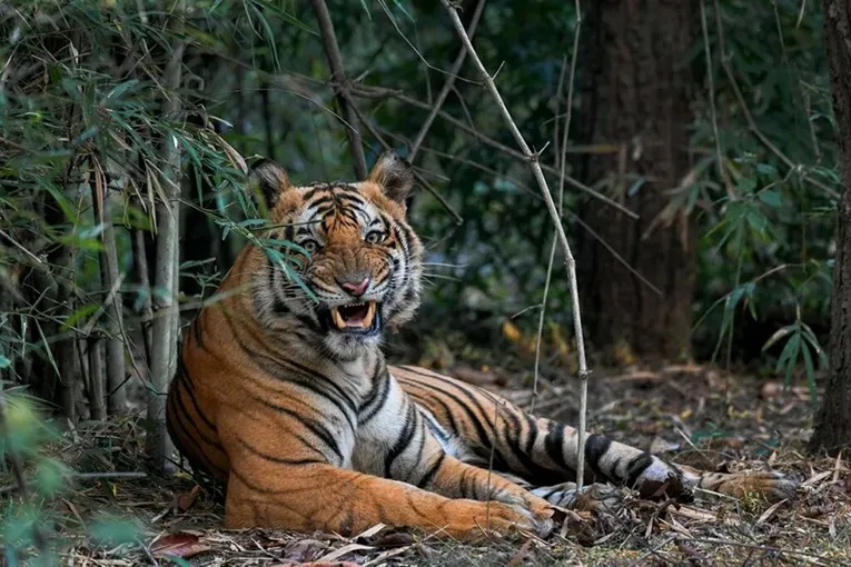 Golden Triangle & Majestic Tiger