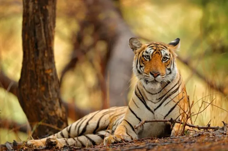India Tiger Tour